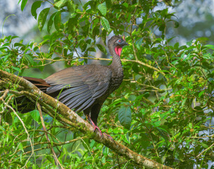 Naklejka premium Crested Guan (Penelope purpurascens), La Selva Biological Station, Heredia Province, Costa Rica