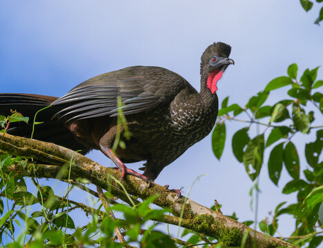 Crested Guan (Penelope purpurascens), La Selva Biological Station, Heredia Province, Costa Rica