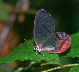 The Pink-tipped Clearwing Satyr or the blushing phantom butterfly (Cithaerias pireta) in rainforest, La Selva Biological Station, Heredia, Costa Rica