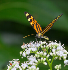 Ismenius tiger or tiger-striped longwing (Heliconius ismenius) feeding on flowers of Palicourea acuminate in rainforest canopy, Costa Rica