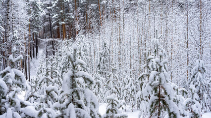 Young Christmas trees on the background of thin branches of young trees covered with snow. A walk in the winter forest. Frost