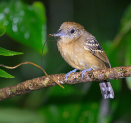 Black-crowned antshrike (Thamnophilus atrinucha) female with nesting material in the beak, Cahuita National Park, Limon Province, Costa Rica.