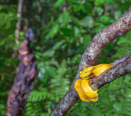 Eyelash Palm Pit viper (Bothriechis schlegelii) coiled around tree branch in rainforest, Cahuita National Park, Limon Province, Costa Rica.