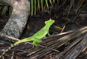 Plumed or green crested basilisk (Basiliscus plumifrons) female with a fly on the head, Cahuita National Park, Limon Province, Costa Rica.
