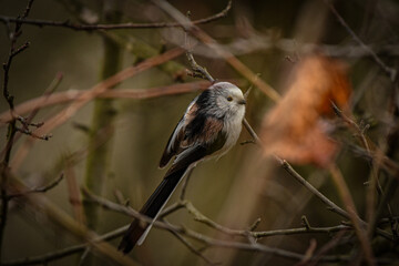 Small bird on a branch