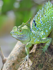 Plumed or green crested basilisk (Basiliscus plumifrons) male in the growing over water in rainforest, Cahuita National Park, Limon, Costa Rica