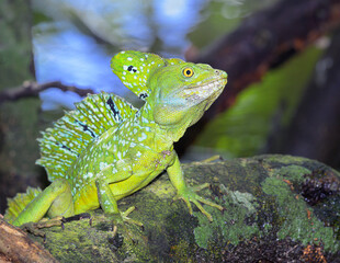 Plumed or green crested basilisk (Basiliscus plumifrons) male in the growing over water in rainforest, Cahuita National Park, Limon, Costa Rica