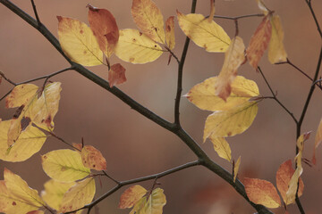 Autumn. Tree branches in autumn can be very photogenic