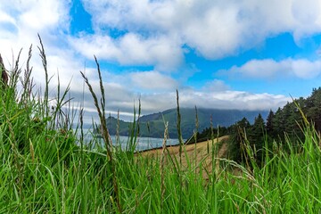 grass and sky