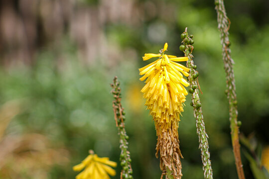 Kniphofia fibrosa
