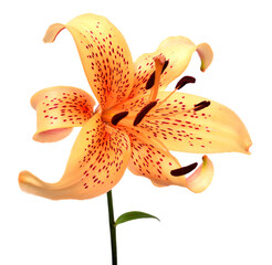 Spotted yellow tiger lily isolated on white background. Beautiful flowers, flora, macro