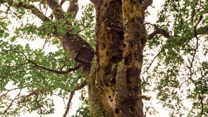 Tronco de árbol grande y viejo con una corteza gruesa y nudosa erosionada y perforada por pájaros carpinteros, cubierta de musgo verde que le da al árbol una sensación de edad e historia. 