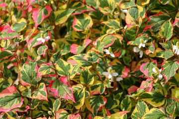 Obraz premium Planta Camaleón / Semi-acuática Ornamental