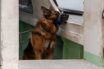 German Shepherd in a muzzle on a boat