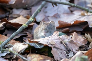 Bank vole, Clethrionomys glareolus