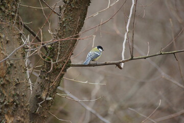 Titmouse in the forest in winter