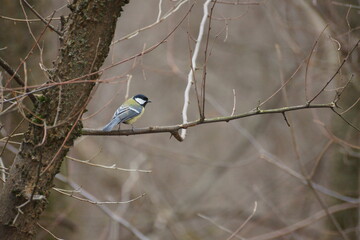 Titmouse in the forest in winter