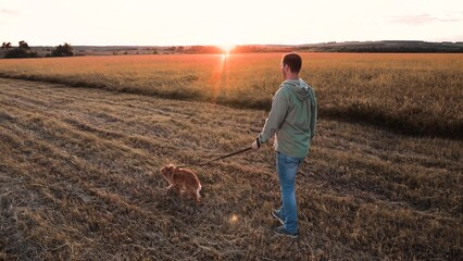 Owner lets trained cocker spaniel dog to free-roam in dry field lit by back sunset light man active...