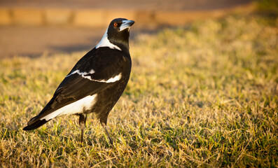 Classic Australian Magpie bird on the lawn