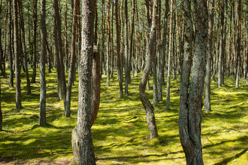 Sunlight in the green forest. Baltic Sea Curonian Spit nature, UNESCO World Heritage Site. Natural beauty lithuania or Kaliningrad. Drunken Pine trees in Russia