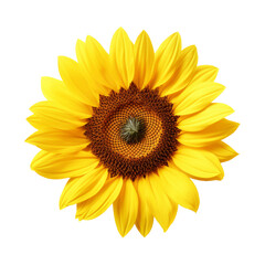 Ripe sunflower. Isolated on transparent background. 