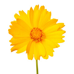 Yellow flower daisy isolated on a white background