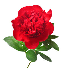 Red peony flower isolated on white background. Floral pattern, object. Flat lay, top view