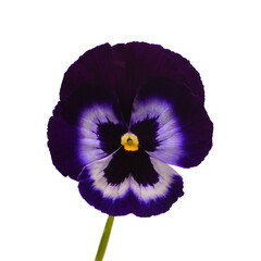 Dark purple flowers pansy isolated on white background. Flat lay, top view