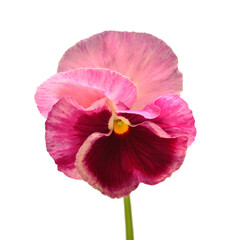 Pink flowers pansy isolated on white background. Flat lay, top view