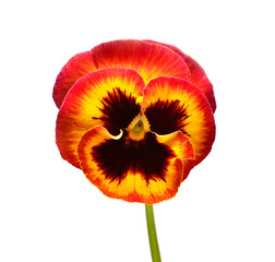 Red flowers pansy isolated on white background. Flat lay, top view