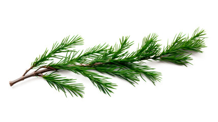 Fir branchlet isolated on transparent background. PNG