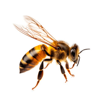 Flying bee isolated on transparent background. PNG