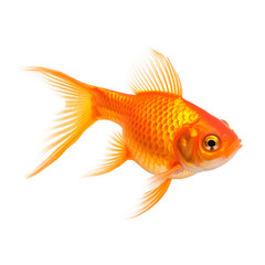 Fototapeta premium Gold fish isolated on transparent background. PNG