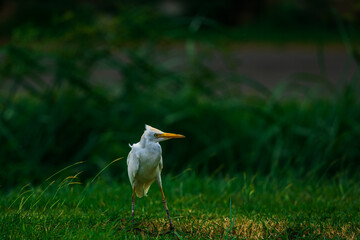 Majestic white Egret bird with a bright yellow beak stands in a lush green field
