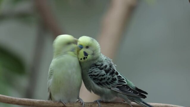 kissing pair of love birds on a branch matting
