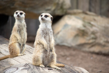 Fototapeta premium Two meerkats on guard