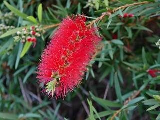 Flaschenputzerbl&uuml;ten am Strauch La Palma