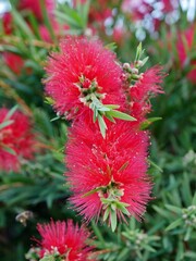 Flaschenputzerblüten am Strauch La Palma