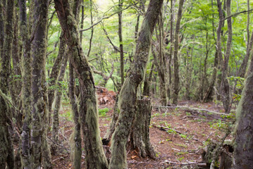 Obraz premium Arboles cubiertos por musgo con un bosque al fondo y un estrecho sendero de tierra que se abre camino por entre los arboles que ingresa hacia el interior del bosque