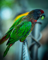 Parrot eating and sitting on a fence