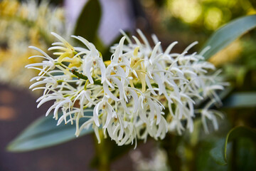 Beautiful white orchid, (Dendrobium speciosum, Rockorchid) 