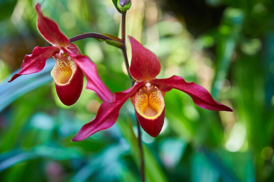 Beautiful orchid, (phragmipedium living fire)