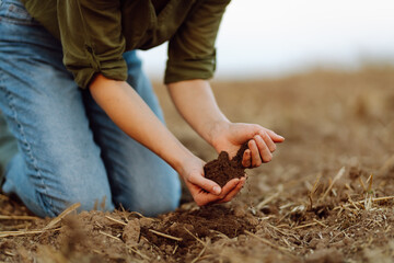 Close-up of a woman farmer's hands with black soil in an agricultural field. A woman agronomist holds the soil, checks its quality before sowing. Ecology, gardening concept.