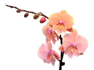 Pink orchid isolated on a white background. Phalaenopsis flower. Tropical, Asian