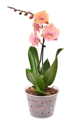 Pink orchid in a pot isolated on a white background. Phalaenopsis flower. Tropical, Asian