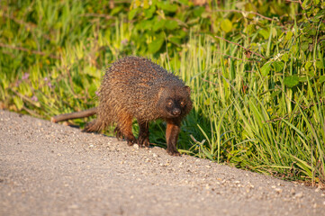 Egyptian Mongoose (Herpestes ichneumon) walking on the roadside in Adana, Turkey.