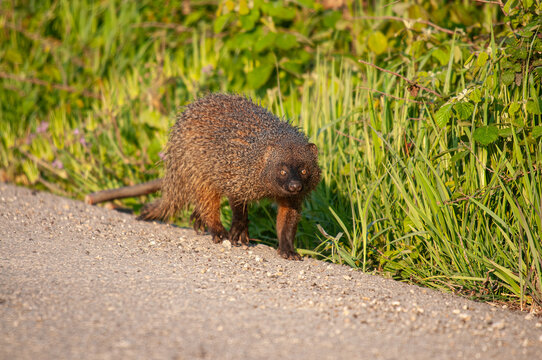 Egyptian Mongoose (Herpestes ichneumon) walking on the roadside in Adana, Turkey.