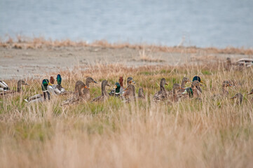 Mallard ducks (Anas platyrhynchos) feeding near Lake Burdur in Turkey.