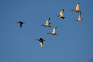 Mallard ducks flying in the sky at Lake Burdur in Turkey.(Anas platyrhynchos)