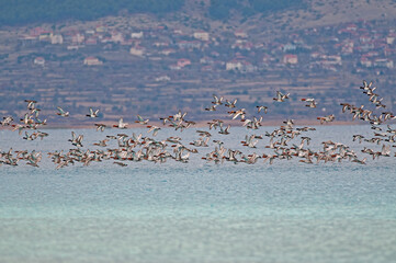 Common Pochard ducks flying in a group at Salda Lake in Turkey. (Aythya ferina)